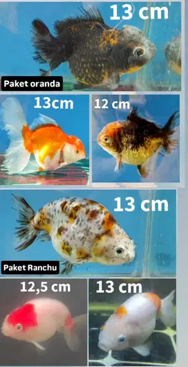 Ikan Hias Mas Koki Maskoki
