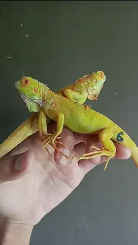 ALBINO IGUANA 40-50CM