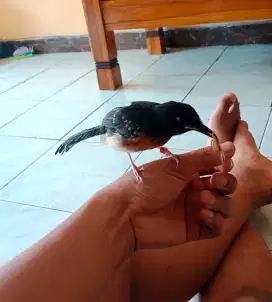Trotolan murai jantan nurut