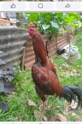 Di jual pacek bk klasik