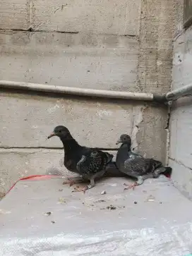 Piyik merpati pos
