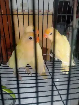 Lovebird pb cremino MH/ino MM