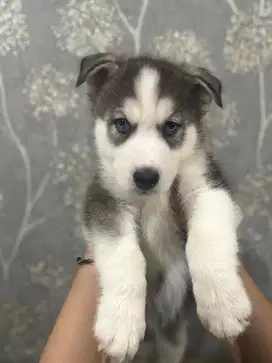 Puppy Siberian Husky