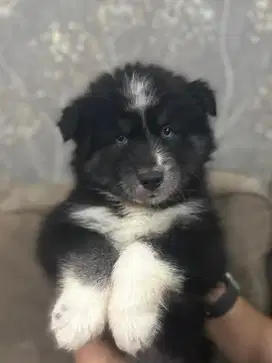 Puppy Siberian Husky