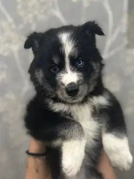 Puppy Siberian Husky