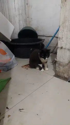 Kucing Persia Coklat tua betina