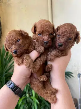 toy poodle jefra kennel