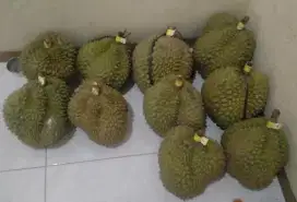 Durian Monthong Thailand Jumbo *MURAH*