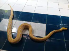 Ular Kuning Albino Bintaro