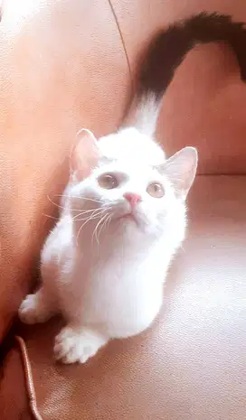 Jual Anak Kucing Munchkin Super Cebol Shorthair Lucuu !!