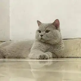 KUCING BSH LILAC BRITISH SHORTHAIR