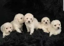 Anak Anjing Poodle Stambum