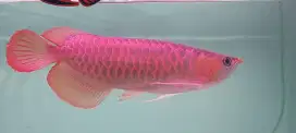 Arowana super red 45cm