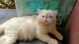 Kucing peaknose