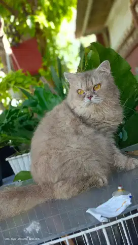 Over adop kucing betina flatnose