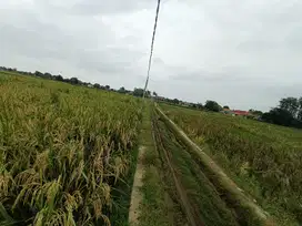Sawah Produktif 1,3 Hektar di Karawang Dijual Rp 65ribu/m SHM