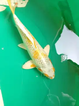 Ikan koi jenis Hariwake 28cm