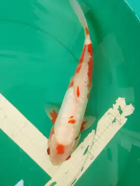 Ikan koi jenis Koshui antik 31cm