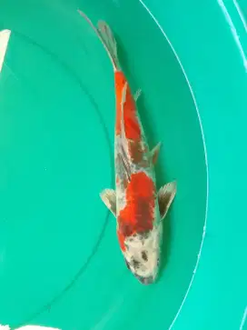 Ikan koi jenis Kage Showa 36cm warna metalik