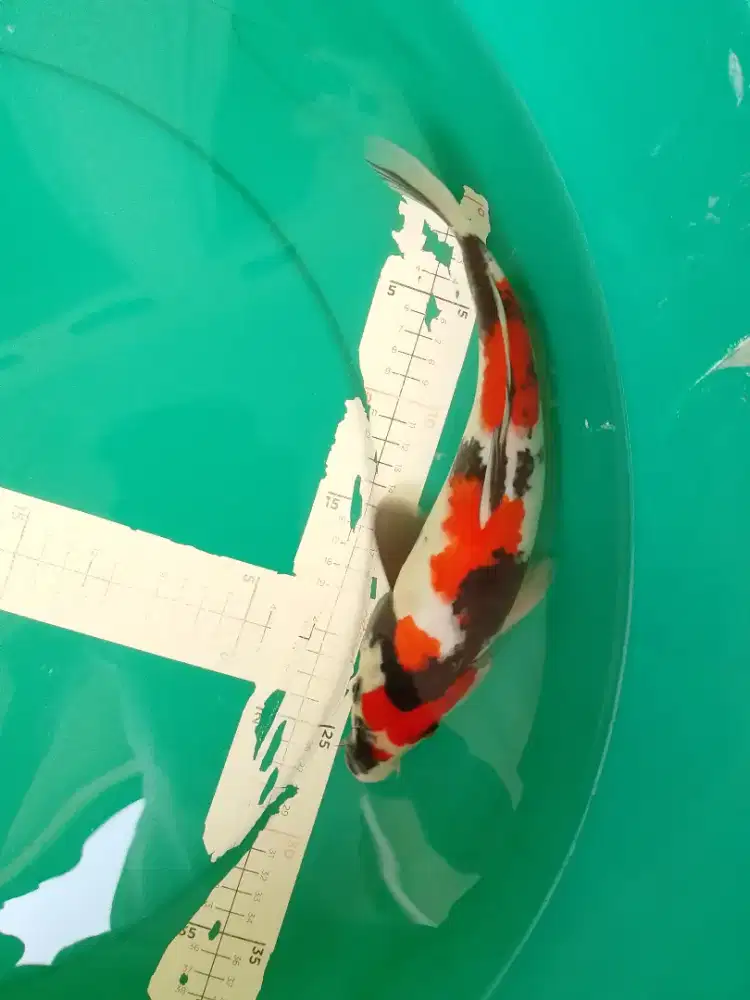Ikan koi jenis SHOWA HQ 32cm