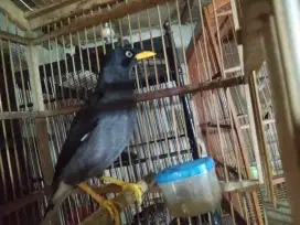 jual burung jalak kebo jinak fullset