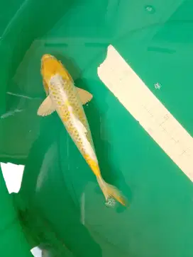 Ikan koi jenis Hariwake 27cm bagus