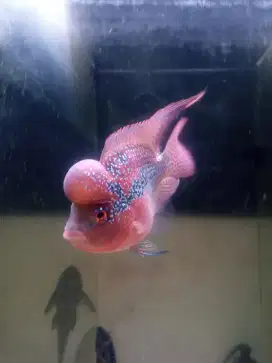 Jual ikan louhan srd sortbody size 3 jarian