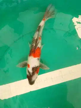 Ikan koi jenis Showa Ginrin 32cm HQ