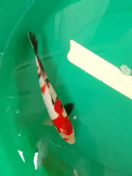 Ikan koi jenis Showa import sertifikat 26cm