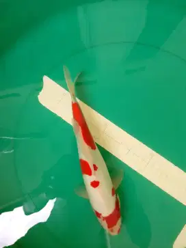 Ikan koi jenis Kohaku doitsu 32cm