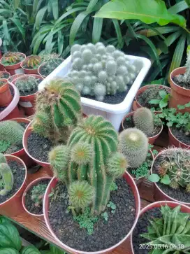 Jual Berbagai Tanaman Jenis Kaktus Dan Sansivera