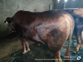 Sapi qurban ekonomis..