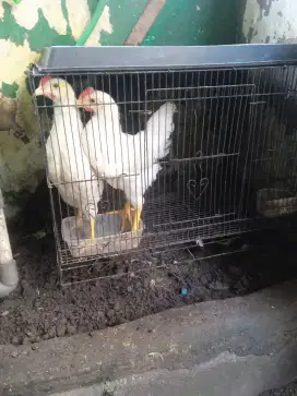 Ayam negeri  2 ekor