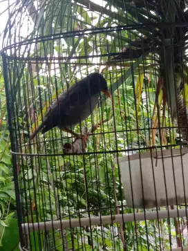 Burung jalak kebo