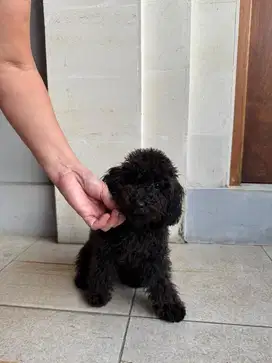 Poodle toy all black