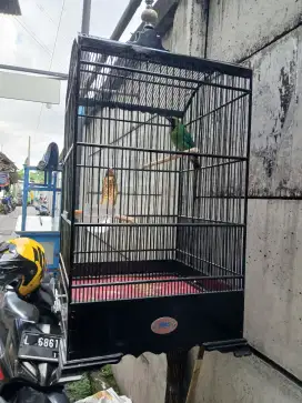 Jual burung gacor kotak full set