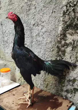 Ayam BK X pakhoy muda