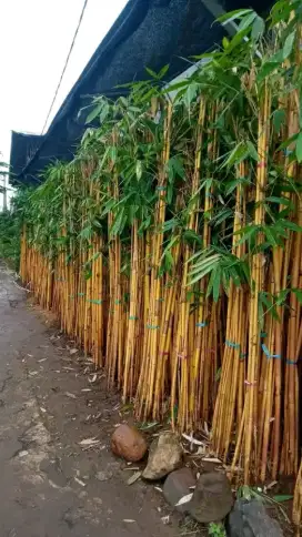 Jual Bambu Panda/Bambu Panda/Tanaman Pagar