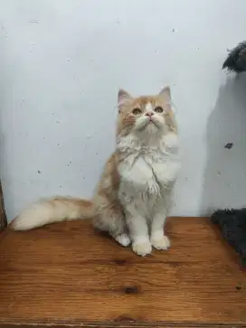 Persia longhair jantan