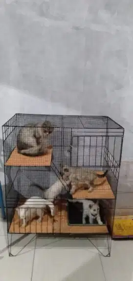 Kandang kucing baru COD