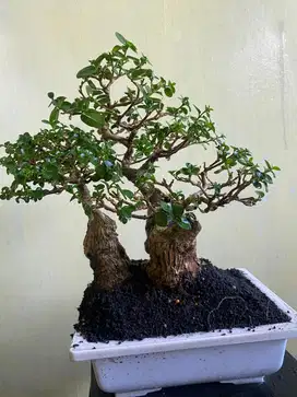 bonsai wacang jual cepat /bu.tinggal lanjutin saja