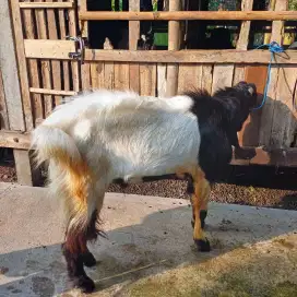 Kambing kurban shiaap antar