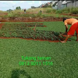 rumput gajah mini