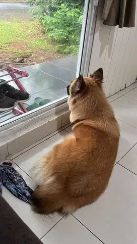 Adopsi anjing betina