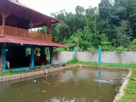 TURUN HARGA Tanah punya mata air sendiri untuk budidaya koi
