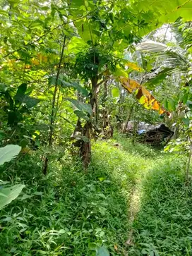 Tanah Perkebunan Magelang