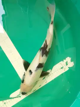 Ikan koi jenis Shiro import sertifikat Shinoda 36cm