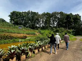 Tanah Di Puncak Jual Cepat Luas 1300m2 Akses Mudah