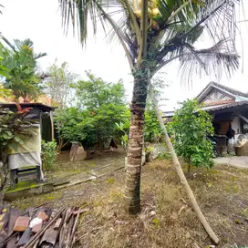DISEWAKAN TANAH CANGGU AREA HARGA MURAH