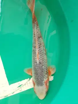 Ikan koi jenis ASAGI 42cm Male